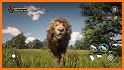 Lion Games 3D: Jungle King Sim related image