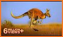 Kangaroo related image