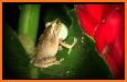 Coqui Ringtone related image