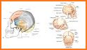 Positioning and Radiographic Anatomy of the Skull related image