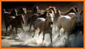 Wallpaper Wild Horse Beautiful related image