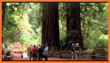 Muir Woods National Monument related image