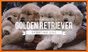 Golden Retriever related image