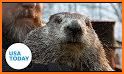 Groundhog day 2020 related image