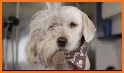 SPCA Florida Pet Portal related image