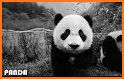 Bamboo Panda Emoji Theme related image