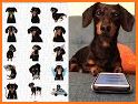 CrusoeMoji - Celebrity Dachshund Wiener Dog Emojis related image