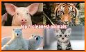 Animal World  Home Cleaning related image