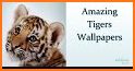 Amazing Tigers Wallpapers related image