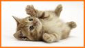 😻 Kitten & Cute Cat Wallpaper HD 😻 related image