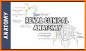 Kidney Anatomy related image