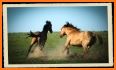 Prairie Mustangs related image