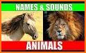 Animals Sounds related image