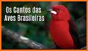 Brazilian's birds sounds related image