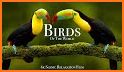 Birds Of The World related image