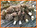 Minnesota Mushroom Forager Map Morels Chanterelles related image