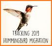 Hummingbird Tracker related image