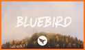 BlueBird related image