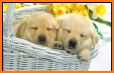 Dogs Wallpaper related image