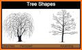 Tree Identification related image