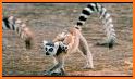 Lemur related image