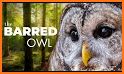 Barred Owl related image