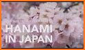 Hanami Journey related image