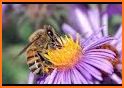 Grow Flowers & Bees related image