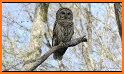 Barred Owl related image