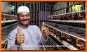 tips cara meningkatkan produksi ayam petelur related image