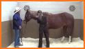 Horse Side Vet Guide related image