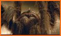 Tarantulas related image