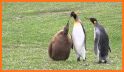 King penguin related image