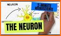 Neuronis related image