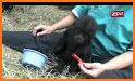 Infant Gorilla Rescue related image