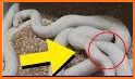 iBreeding Snakes related image