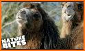 Bactrian Camel related image