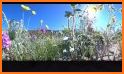 Anza-Borrego Wildflowers related image