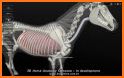 Horse Anatomy: Equine 3D related image