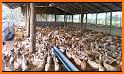 Duck Breeding Farm related image