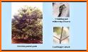 EcoGuide: Forest Insect Pests related image