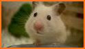 Hamster Life related image