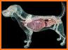 Visual Anatomy 3D - Canine related image