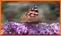 Big Butterfly Count related image