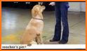 Dog - training and clicker related image