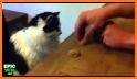 Cats Memory Game for Free. related image