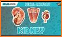 Kidney Anatomy related image