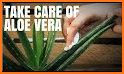 Care for Your Aloe Vera Plant related image