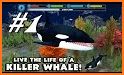 Orca Simulator related image