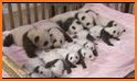 Baby Panda Show related image